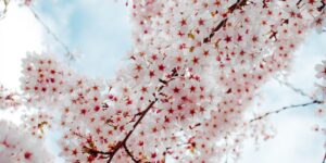 pink cherry blossom tree under white clouds and blue sky during daytime
