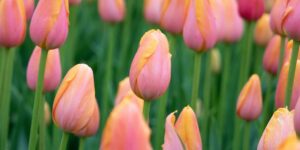 pink tulip flower field